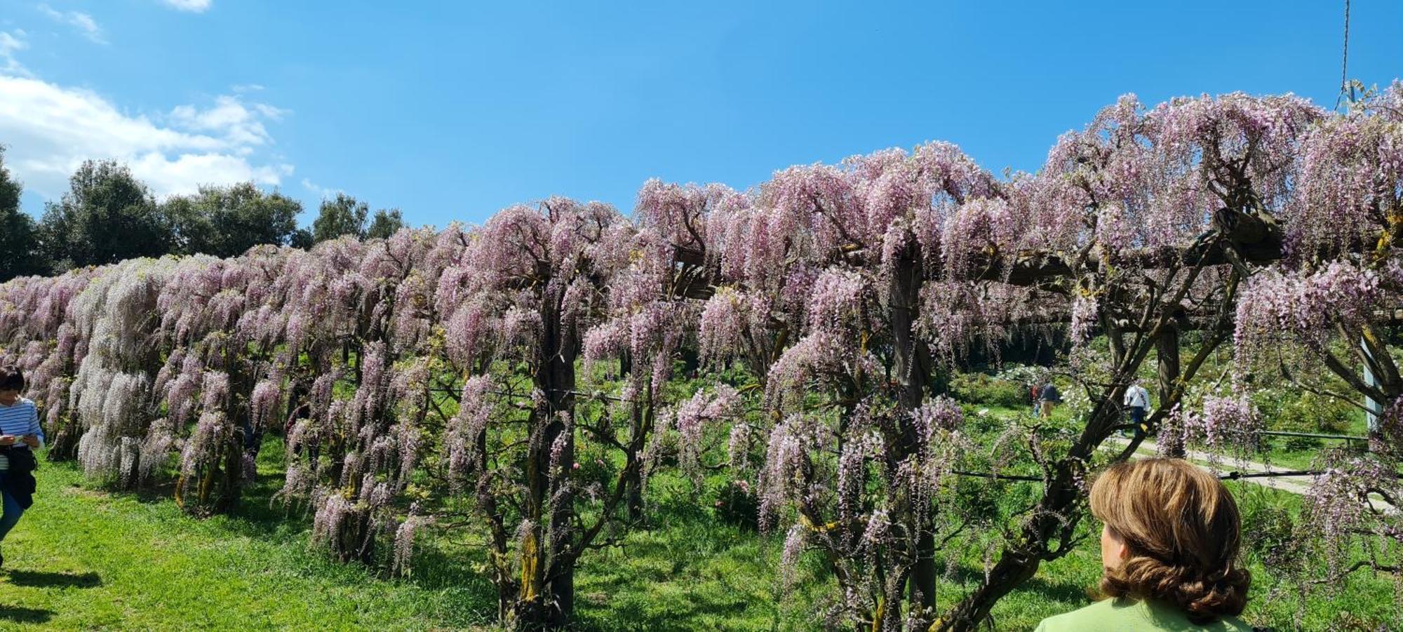 Agriturismo Buonasera Bagnoregio Buitenkant foto